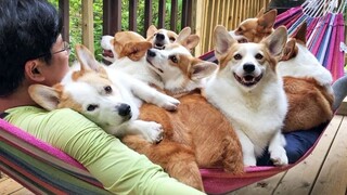 عائلة كبيرة من 8 كلاب كورجي في كوريا الجنوبية تستمتع معًا بغفوة مريحة على الأرجوحة الهوائية | حياة ر