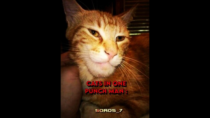 CATS IN ONE PUNCH MAN 💀