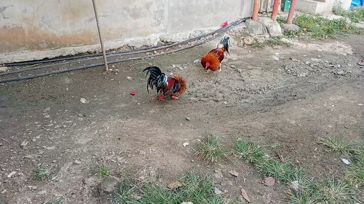 McLean Hatch Vs Sweater Spar