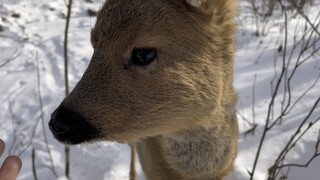 The roe deer is a deer!
