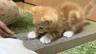 手把手教小猫咪使用磨爪板，太可爱了！