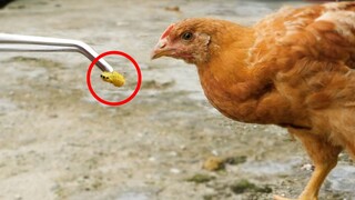 Beri Ayam Makan Ulat Bulu, Menusuk Mulut!