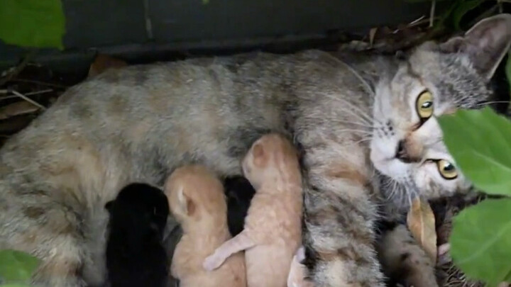 The stray cat I’ve been feeding downstairs for ages actually gave birth!