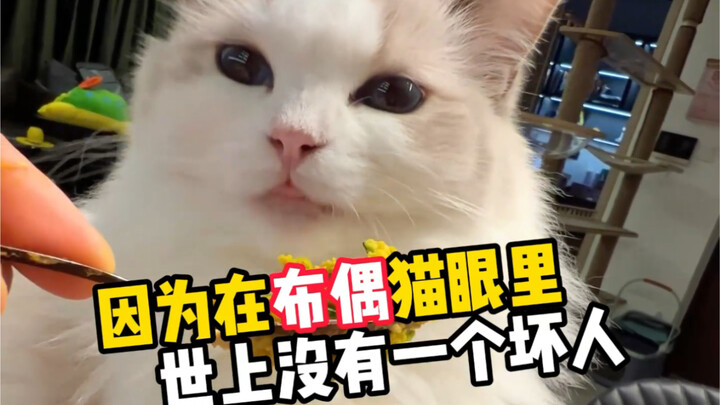 أي القطط هي الأشرس في الشجار؟ قط الراغدول هو المارد الحقيقي، وهو يهاجم القطط فقط...