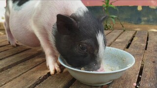 น้องรวยพุงโต🐖🐖🐷😁