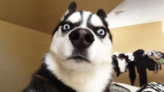 Fluff Challenge with Dog - ปฏิกิริยาของสุนัขตลกในการหายตัวไปของเกมของเจ้าของ รวบรวม