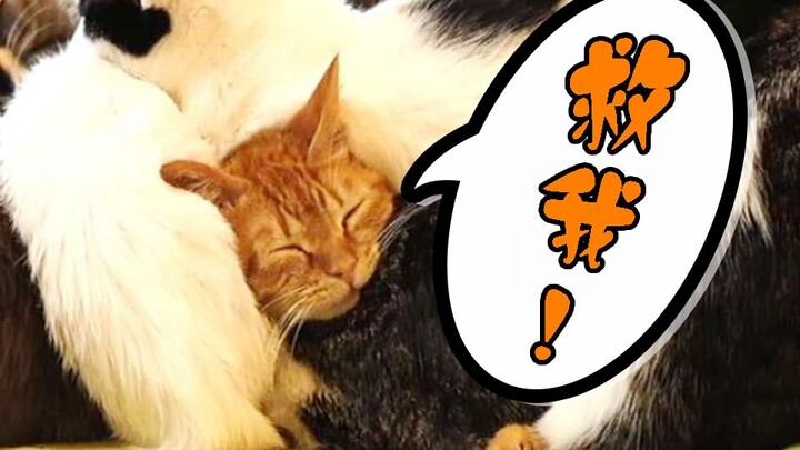 Một cái ổ mèo nhét được bao nhiêu con? Mèo cam lớn: Đừng nhìn nữa, mau cứu tôi!!