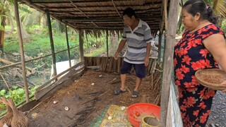 Vịt Đẻ Rộ Hai Ông Bà Rủ Nhau Ra Lụm Trứng Về Làm Buổi Cơm Trưa | TKQ & Family T1022