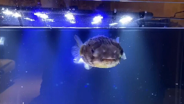 Sorry, everyone. I haven’t posted a new video lately—Tiantian has been sick.