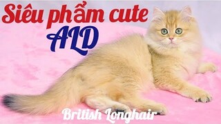 Mèo hài hước, dễ thương | Mèo Anh lông dài - Siêu cute | Miuka Vlog | P4