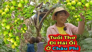 Tập 227: Đi hái trộm ổi||2Q Vlogs Cuộc Sống Châu Phi