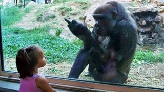 Animals Trolling Kids At Zoo  - Try Not To Laugh Funny Animal 2021 | Pet Squad