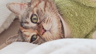 Dậy đi, con lợn da xanh của bạn đói rồi