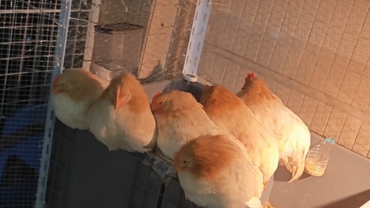 It’s late—time to collect the chicken.