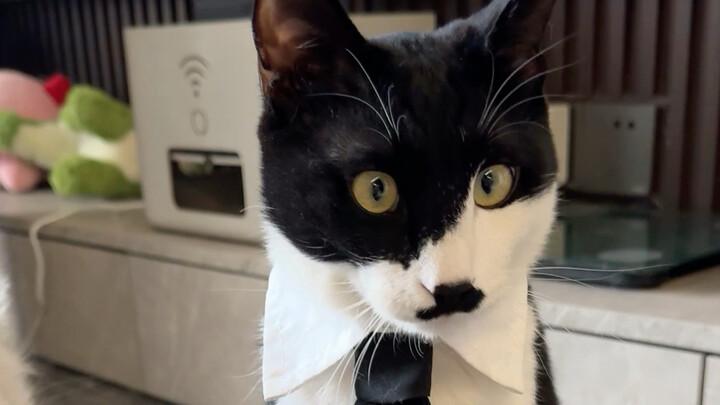 Chuyện mai mối của Tiểu Bạo Vương đã đến rồi!