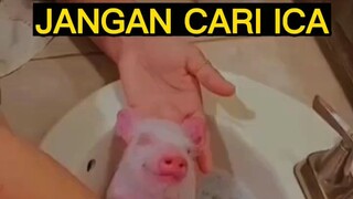 plise jangan cari ICA dulu yah...