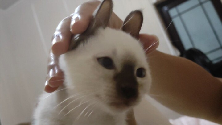 Anh cả, em không phải súng MiaoMiao!