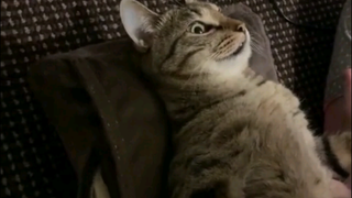 Cat: There's such a great thing—why didn't you bring it out earlier?