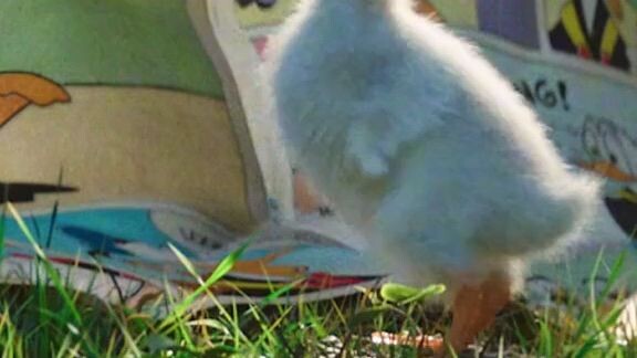 ducks can read...?????🤨