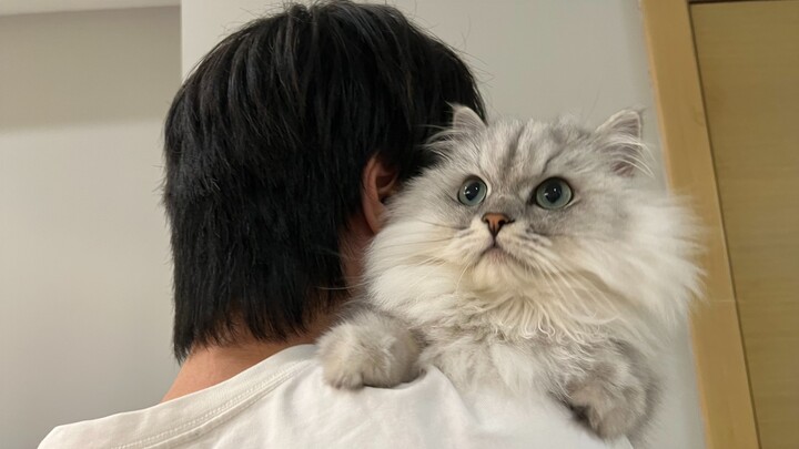 Mèo nhà tôi xem xong bảo đây là diễn đấy.