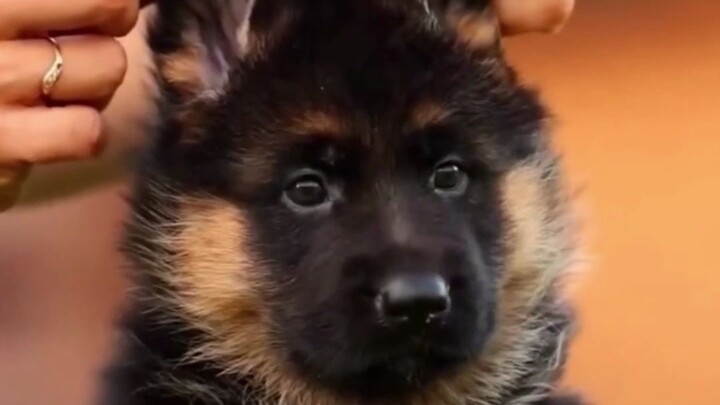 Little Police Dog: “I’m really tired, but I still have to keep my image perfect, because I don’t jus