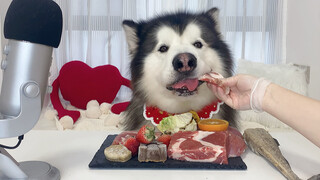 Binatang|Siaran Makan Alaskan Malamute