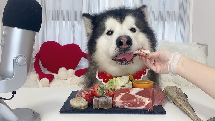 Animal|Alaska Dog Mukbang