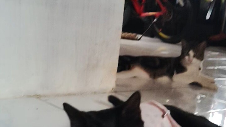 kesayangan uda ilang d ambil orang