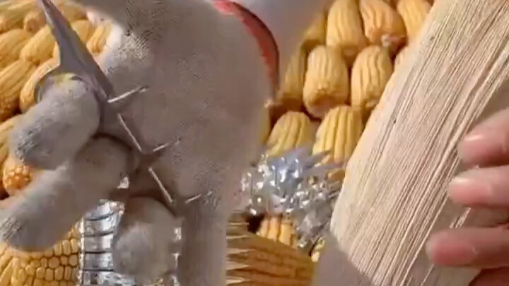 This is the ultimate corn-peeling tool!
