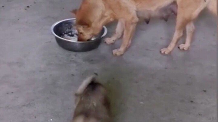 Chủ nhân chôn một cái đùi gà vào bát ăn của chó mẹ, vốn chỉ muốn cho chó mẹ bồi bổ sức khỏe, ai ngờ.