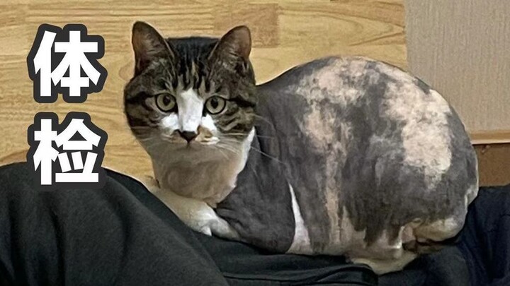 Pemeriksaan kesehatan kucing betina Sanhua seberat 6 kg: Dokter sampai terkejut melihat betapa gemuk