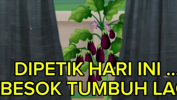 (keajaiban ) di petik hari ini besok tumbuh lagi !! pohon terong ini ngak pernah habis
