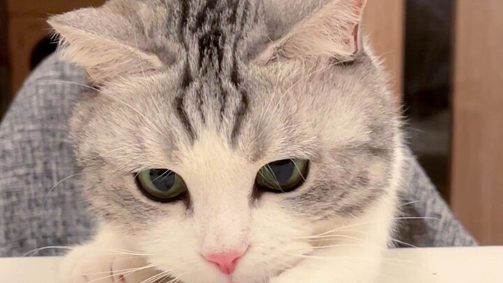 ดูทักษะการออดอ้อนและน่ารักสุด无敌ของฉันสิ~