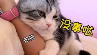 Crying! Fearing its owner would get heatstroke, the kitten used its 40-degree body to insulate its o