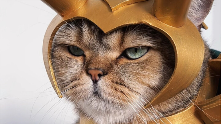 Cat Loki Applies to Join the Marvel Universe!