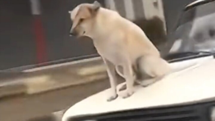 劳斯莱斯幻狗