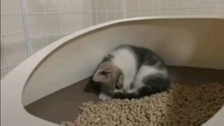 [Animal]Kegiatan kucing lucu sehari-hari - vlog5