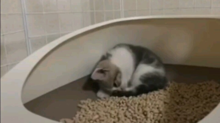 [Animal]Kegiatan kucing lucu sehari-hari - vlog5