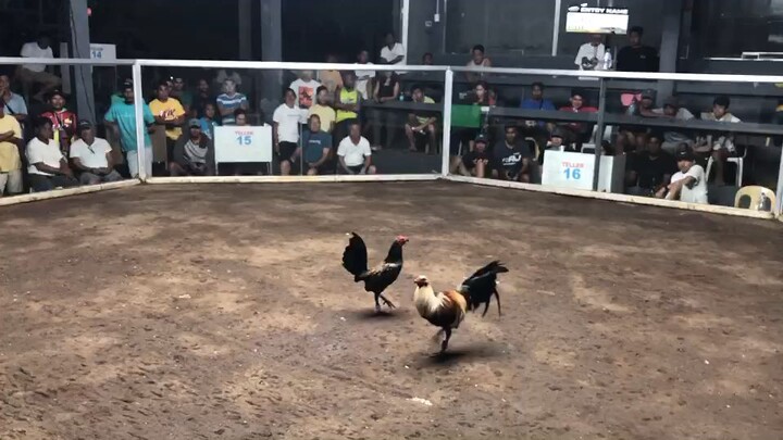 2xWin unscratched again Tazmanian Hennie