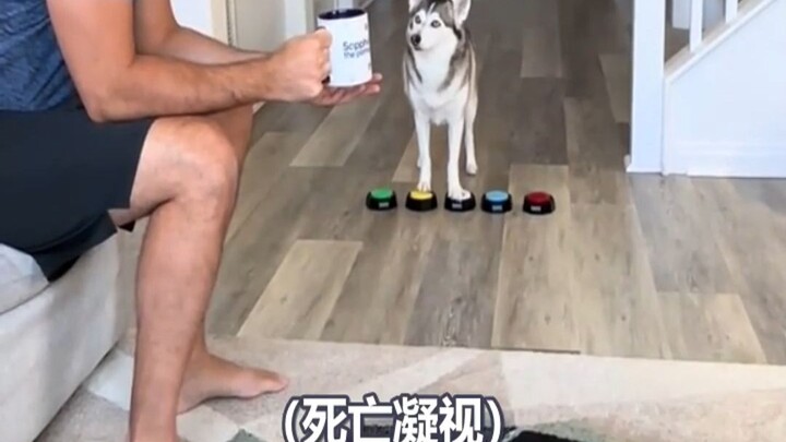 When the Dog Learned to Swear