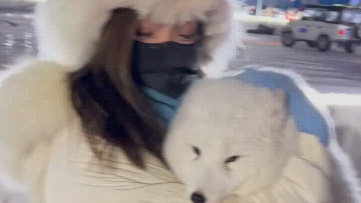 Tuyết Hồ: Dì ơi, cái mũ của dì sao trông quen quen vậy?