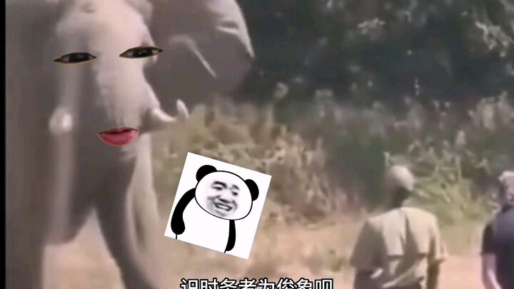 Gajah: Nyaris saja!