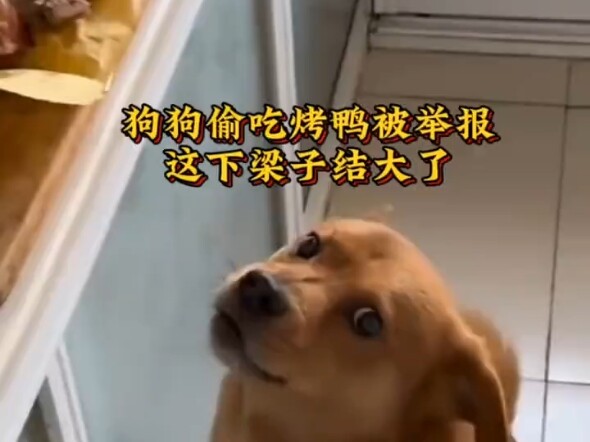 น้องหมาขโมกกินเป็ดย่างจนถูกแจ้งความ คราวนี้กลายเป็นเรื่องใหญ่ไปแล้ว