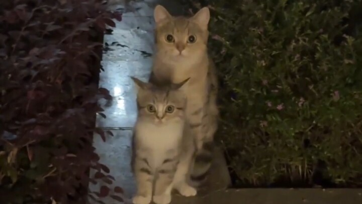 Ran into two adorable kittens