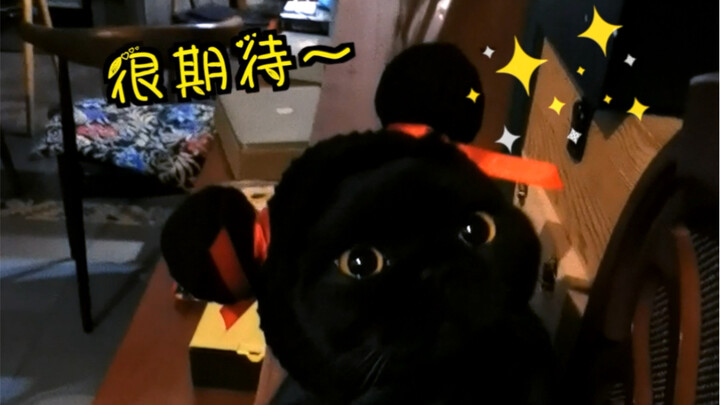 Hóa ra mèo đen "giận dỗi" là như thế này! Hahaha…^_^