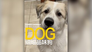 Món ngon cần nhai kỹ, ăn chậm!