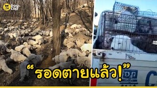 สุนัขจิ้งจอก 174 ตัวจากโรงงานขนสัตว์ได้สัมผัสกับโลกภายนอกเป็นครั้งแรก | Dog's Clip