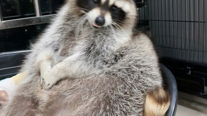 #Raccoon #CutePetDebutPlan #ItReallyLooksLike a Baby Hello everyone, I’m Xiaoxiao the raccoon!