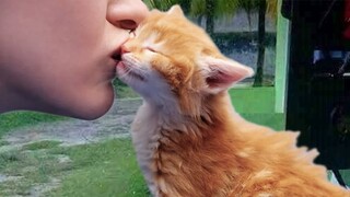 Cats Love Their Owner On A Different Level But It's Real Love - Cute Cat And Owner