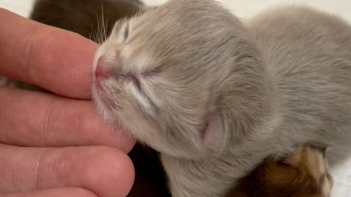 This little brat cat starts bullying the other cats just two days after it was born!